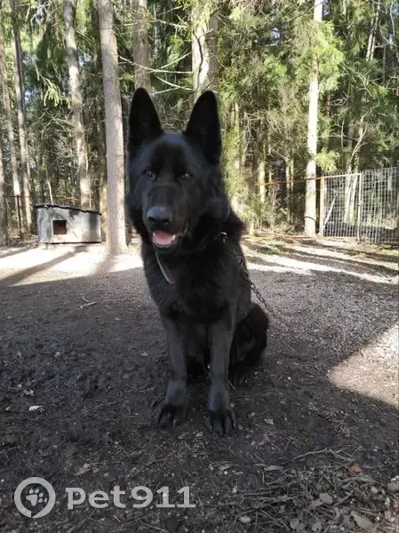 Пропала собака, 2-я Советская улица, 7, Жаворонки - немецкая овчарка, откликается на Чак - photo