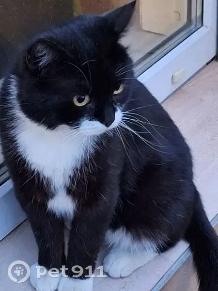 Пропал кот, Малиновая улица, 38, Тюмень - вышел на прогулку и не вернулся - photo