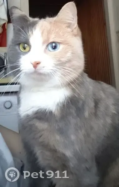 Пропала кошка, улица Ерофеева, 12, городской округ Тверь - разноглазая - photo