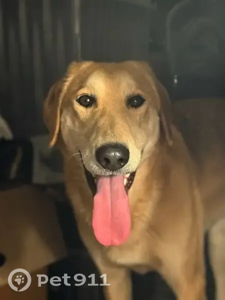 Пропала собака, Муром, Владимирская область - рыжая гончая девочка - photo