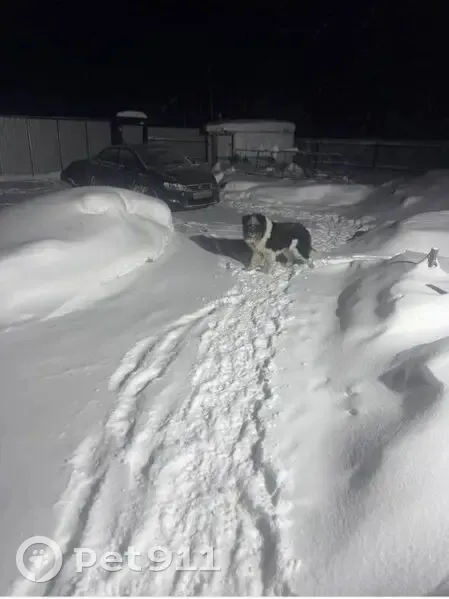 Пропала собака, 87К-001, сельское поселение Додзь, Додзь - проблемы с движением - photo