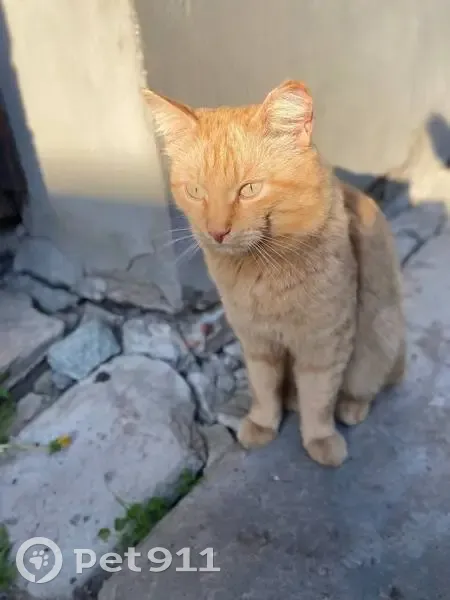 Пропал кот, улица Демьяна Бедного, 14, Владимир - рыжий, некастрированный - photo
