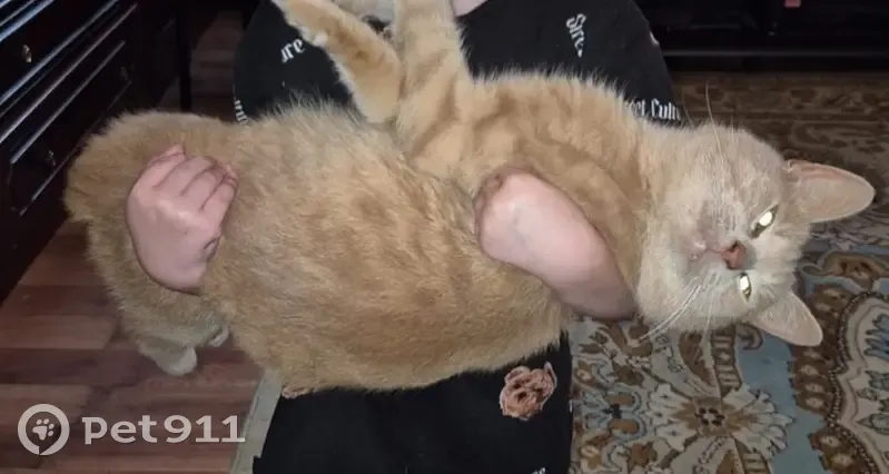 Пропал кот, улица Карла Маркса, 23, Ростов Великий - рыжий короткошёрстный - photo