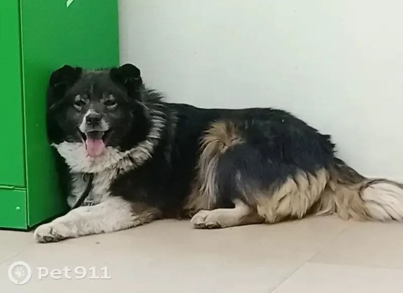 Пропала собака, улица Ушинского, городской округ Липецк - photo