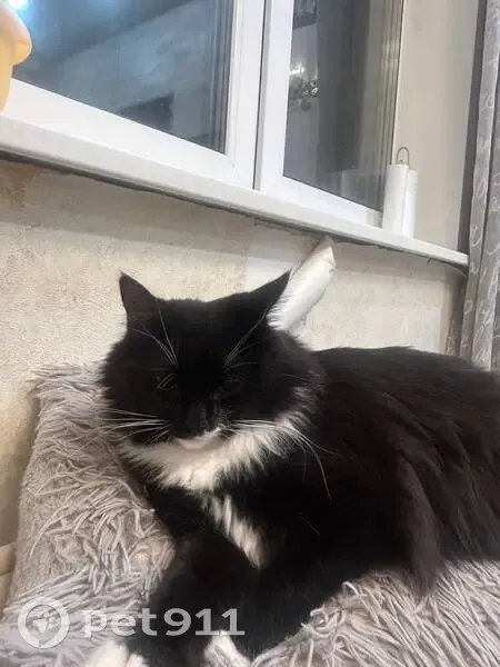 Пропала кошка, улица Горбунова, 9 к3, Москва - photo