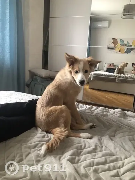 Пропала собака, улица Красных Партизан, 2/33, Краснодар - окрас рыжий, без ошейника - photo