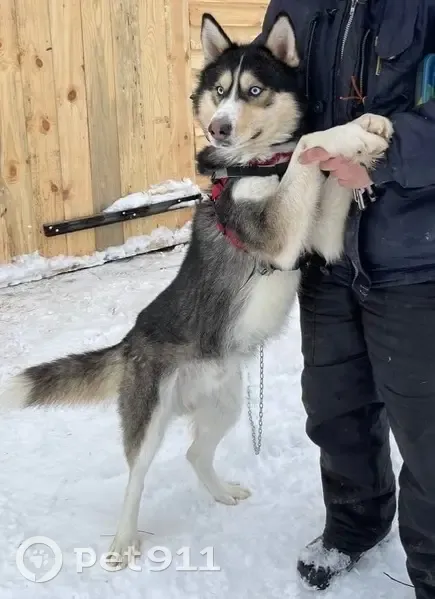 Пропал собака, мужской, Семчинская улица, городской округ Рязань - признает только хозяина - photo