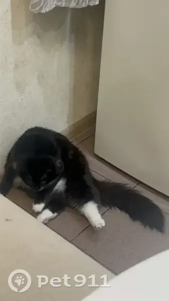 Пропала кошка, Барвихинская улица, 8 к2, Москва - белое пузико и жёлтые глаза - photo