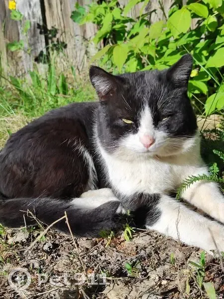Пропал кот, улица Гагарина, 5, Похвистнево - чёрно-белый окрас - photo