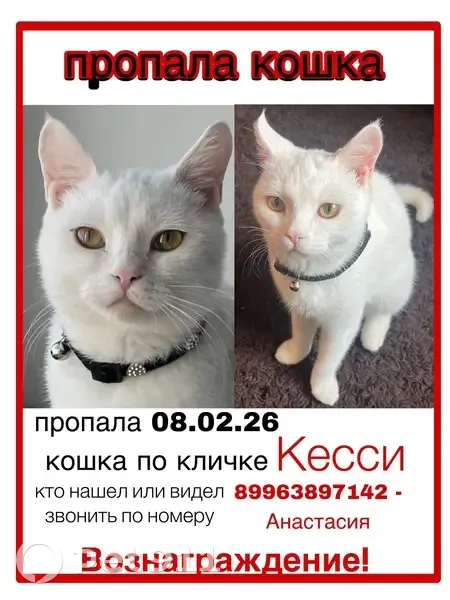 Пропала кошка, Ленинградская улица, 87, Хабаровск - белая с черным ошейником - photo