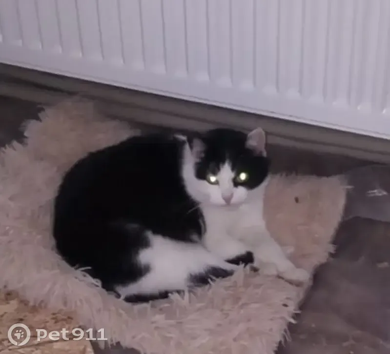 Пропала кошка, Огородный переулок, 5, Павлово - черно-белая, пушистая - photo