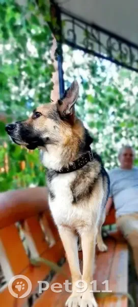 Пропал собака, улица Фёдорова, 5, Сургут - крупный, ошейник с металлическими выпуклостями - photo