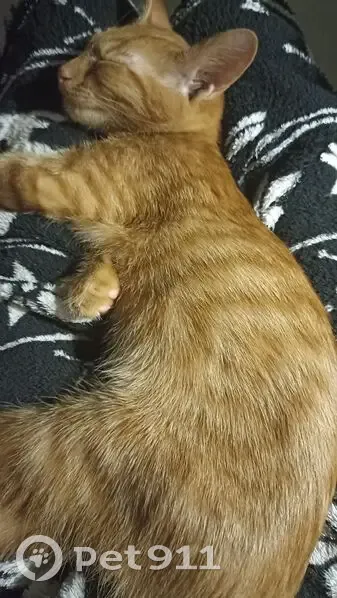 Пропал кот, улица Юных Ленинцев, 72, Москва - рыжий в полоску, мальчик - photo