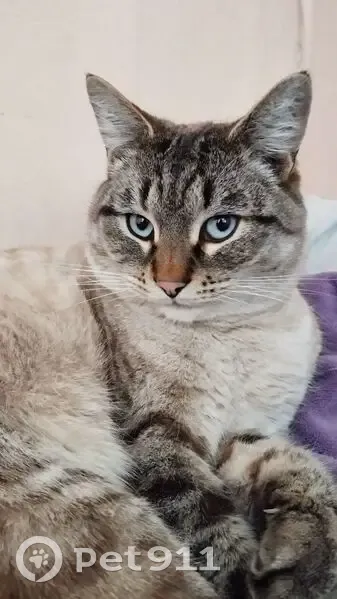 Пропал кот, 1-й Ветеринарный переулок, Озёры - черно-белый, голубые глаза - photo