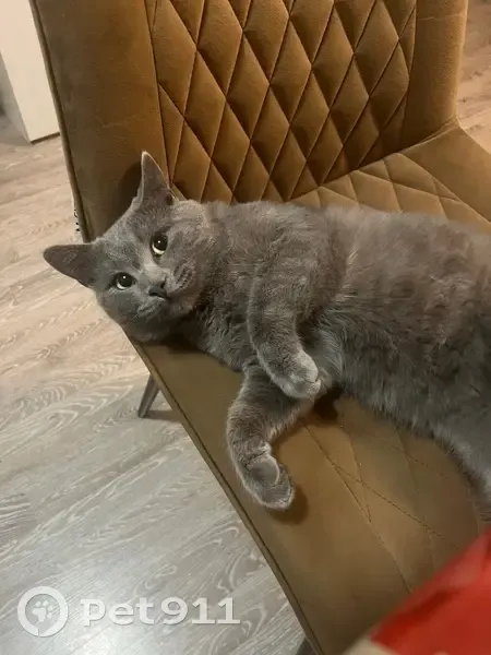 Пропал кот, Турмалиновская улица, 54, Ростов-на-Дону - серый с белыми пятнами - photo