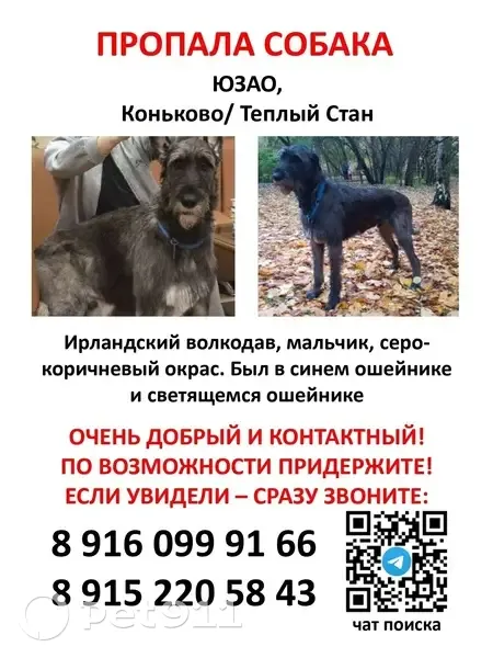Пропала собака, Профсоюзная улица, 125, Москва - ирландский волкодав в синем ошейнике - photo