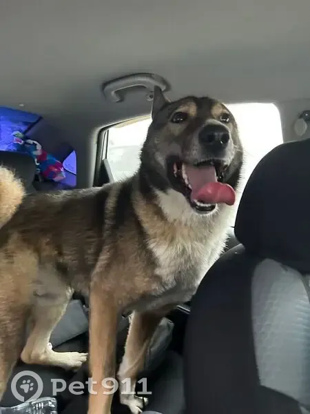 Пропал собака, Краснозатонский, Республика Коми - видели на заправке - photo