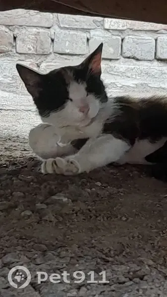 Пропала кошка, улица Бабушкина, 37, Бузулук - трёхцветная и крупная - photo