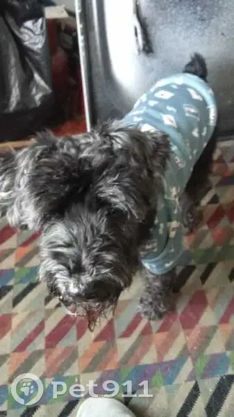 Пропал собака, мужской, улица Владимира Невского, Воронеж - чёрный с купированным хвостом - photo