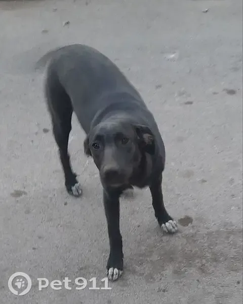 Пропала собака, женский пол, улица Ленина, 172, Батайск - откликается на кличку Дуня - photo