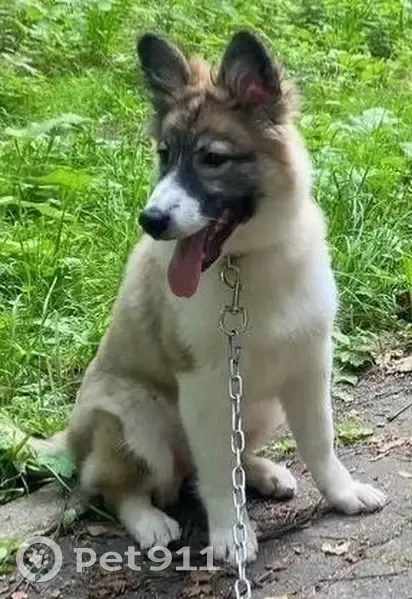 Пропала собака, женский пол, улица Курчатова, 9, Обнинск - коричневое пятно на голове - photo