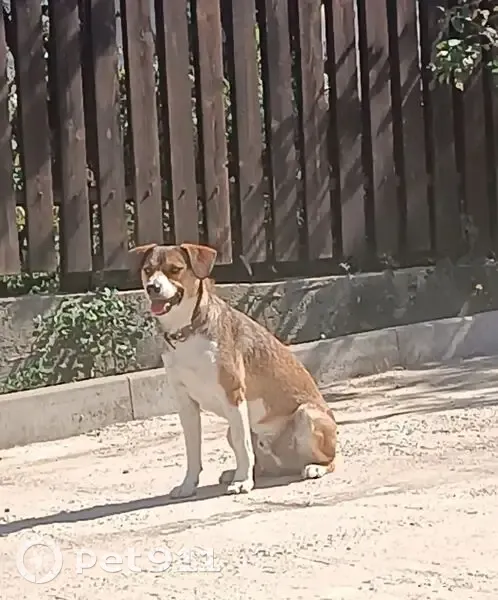 Пропал собака, Светлогорский проезд, Новороссийск - рыжий окрас, белые передние лапы и грудь - photo