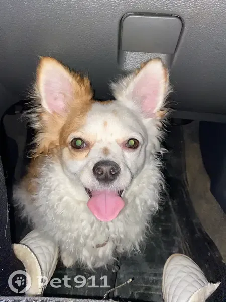 Пропал собака, Пошехонское шоссе, Вологда - кличка Ричи, очень нежный и ласковый - photo