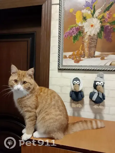 Пропал кот, улица Ерошевского, 2, Самара - рыжий, вышел погулять и не вернулся - photo