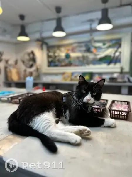 Пропала кошка, улица Прониной, 29А, Екатеринбург - черно-белая с сердечком на носу - photo