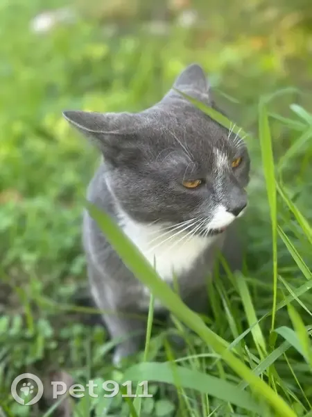 Найден кот, Северная улица, 425, Краснодар - молодой и контактный - photo