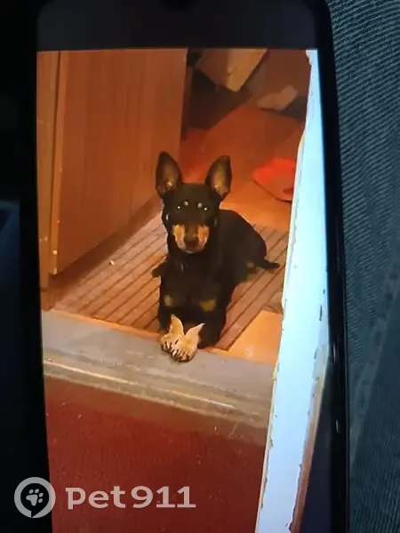 Пропал собака, мужской, Весенняя улица, 17/2, Краснодар - photo