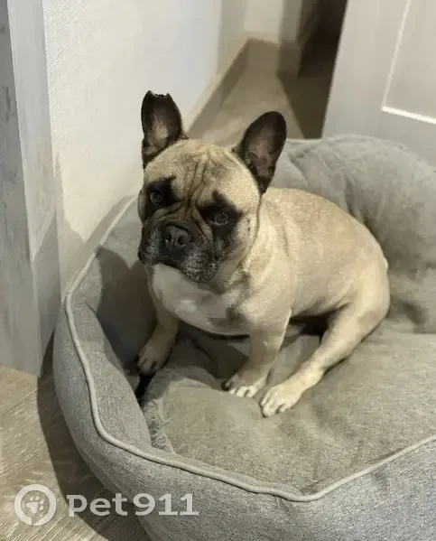 Пропал собака, Таманская улица, 37, Северская - крупный французский бульдог - photo