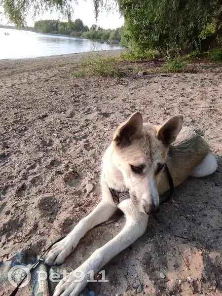 Пропала собака, женский пол, улица Менжинского, 46, Новосибирск - светлая короткошёрстная - photo