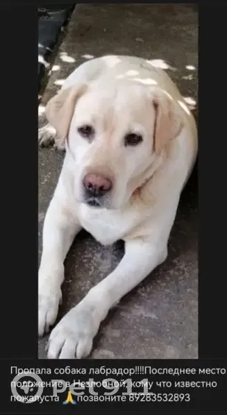 Пропала собака, улица Невского, 25, Незлобная - палевый окрас, среднего роста - photo