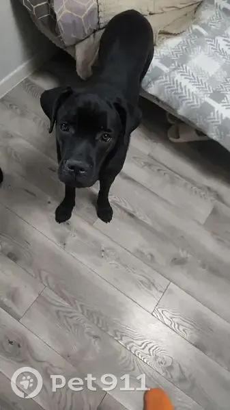 Пропала собака, Курортная улица, городской округ Ижевск - тёмная, убежала с поводка - photo