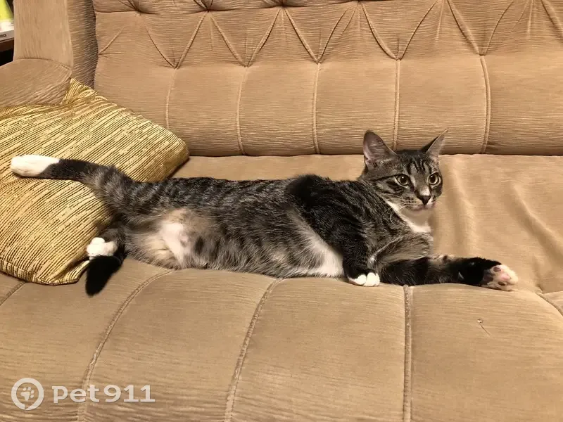 Пропал кот, Земледельческая улица, 1, Санкт-Петербург - полосатый с белыми лапками - photo