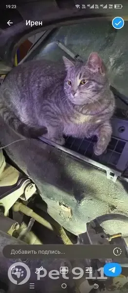 Пропал кот, проспект 50 лет Октября, 68А, Сызрань - серый с светоотражающим ошейником - photo