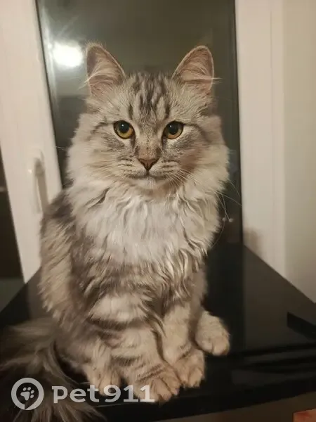 Пропал кот, 16К-1247, Красный Ключ - серый - photo