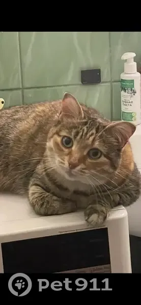 Пропала кошка, улица Дружбы, 5, Пенза - возможно подмёрзла - photo