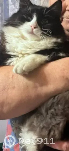 Пропал кот, Семафорная улица, 40А, Шахты - правый глаз белый - photo