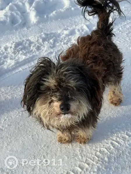 Пропала собака, Социалистическая улица, Таганрог - каштанового окраса, откликается на кличку Малыш - photo