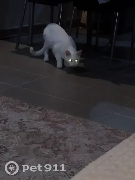 Пропала кошка, Кашино, Свердловская область - белая, 2-3 года, без шерсти на животе - photo