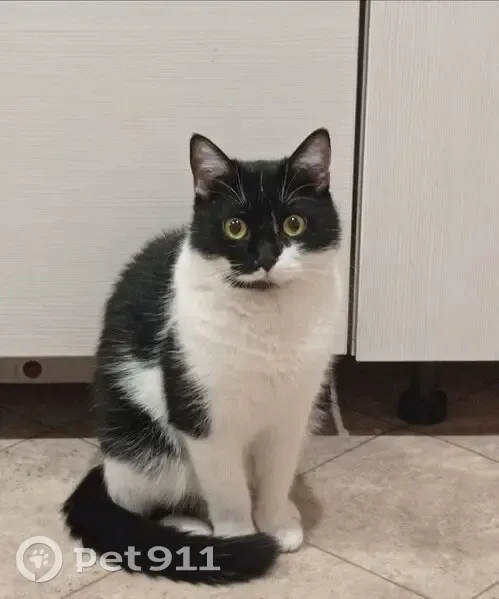 Пропал кот, проезд 2-й Линии, 44, Краснодар - черно-белый, пугливый - photo