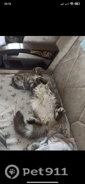 Пропал кот, улица Чайкиной, Нальчик - веслоухий и пушистый - photo