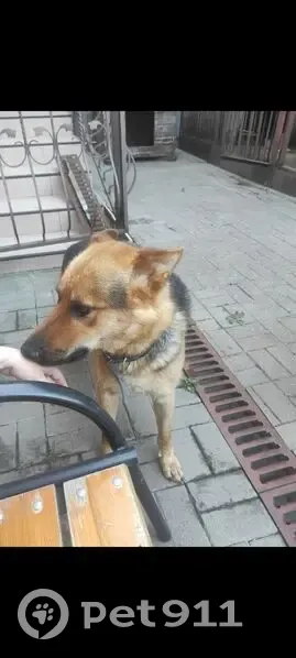 Пропал собака, Еланский переулок, 19, Ростов-на-Дону - овчарка с черно-коричневым окрасом - photo