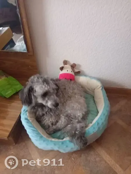 Пропала собака, Беломорская улица, 44, Новороссийск - карликовый пудель, кличка Аська - photo