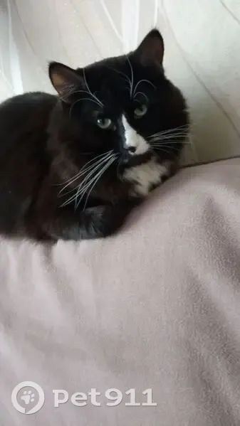 Пропал кот, улица Победы, 10, городской округ Воткинск - домашний молодой, 3 года - photo