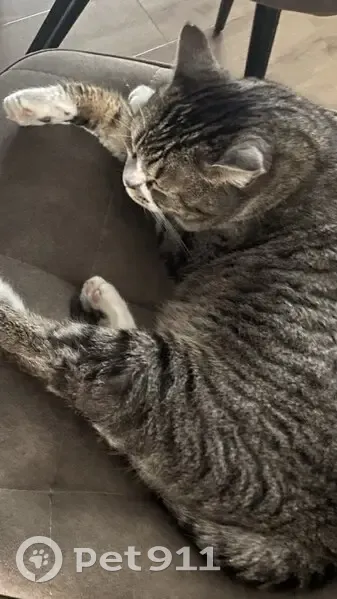 Пропал кот, улица Веницианова, 9, Горячий Ключ - photo