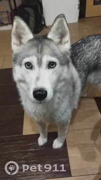 Пропала собака, улица Радищева, городской округ Липецк - девочка породы сибирский хаски - photo