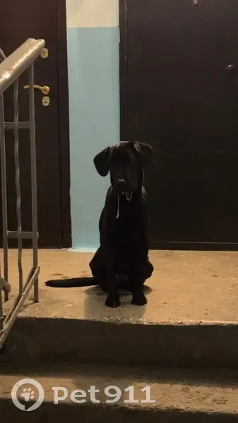 Найдена собака, мужской, улица Южный бульвар, Челябинск - гладкошёрстная, чёрная - photo